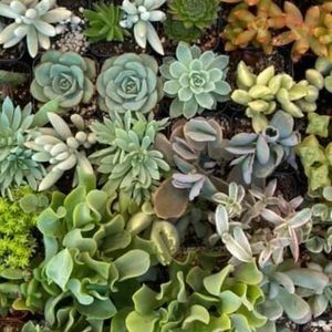 Meet your Posher, Jen